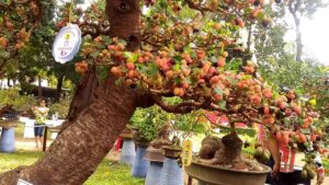 Top những cây kiêng kỵ trồng trước nhà bạn cần biết Top những cây kiêng kỵ trồng trước nhà bạn cần biết