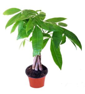 Các loại cây trồng trong nhà theo phong thủy mang đến may mắn Các loại cây trồng trong nhà theo phong thủy mang đến may mắn