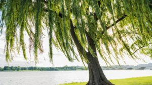 Top những cây kiêng kỵ trồng trước nhà bạn cần biết Top những cây kiêng kỵ trồng trước nhà bạn cần biết