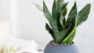 Các loại cây trồng trong nhà theo phong thủy mang đến may mắn Các loại cây trồng trong nhà theo phong thủy mang đến may mắn