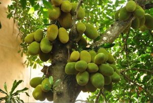 Top những cây kiêng kỵ trồng trước nhà bạn cần biết Top những cây kiêng kỵ trồng trước nhà bạn cần biết