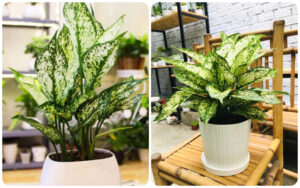 Các loại cây trồng trong nhà theo phong thủy mang đến may mắn Các loại cây trồng trong nhà theo phong thủy mang đến may mắn