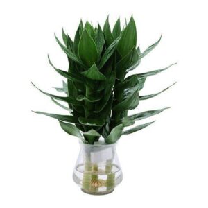 Các loại cây trồng trong nhà theo phong thủy mang đến may mắn Các loại cây trồng trong nhà theo phong thủy mang đến may mắn