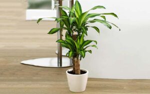 Các loại cây trồng trong nhà theo phong thủy mang đến may mắn Các loại cây trồng trong nhà theo phong thủy mang đến may mắn