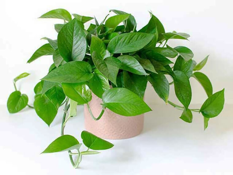 Các loại cây trồng trong nhà theo phong thủy mang đến may mắn Các loại cây trồng trong nhà theo phong thủy mang đến may mắn