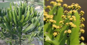 Top những cây kiêng kỵ trồng trước nhà bạn cần biết Top những cây kiêng kỵ trồng trước nhà bạn cần biết