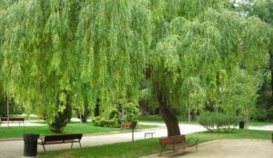 Top những cây kiêng kỵ trồng trước nhà bạn cần biết Top những cây kiêng kỵ trồng trước nhà bạn cần biết