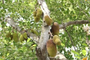 Trồng cây mít trước nhà có tốt không?