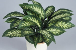 Các loại cây trồng trong nhà theo phong thủy mang đến may mắn Các loại cây trồng trong nhà theo phong thủy mang đến may mắn